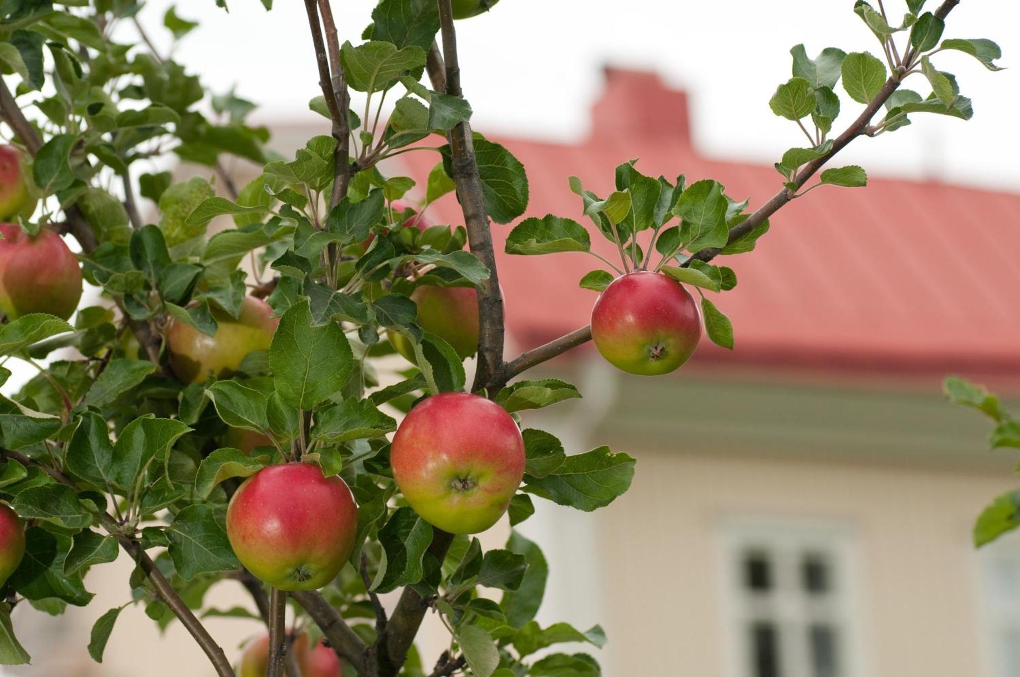 Stiftsgarden Konferens & Hotell Skelleftea Ngoại thất bức ảnh